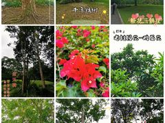 -中国科学院西双版纳热带植物园