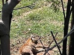 -大连森林动物园