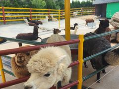 -西霞口神雕山野生动物世界