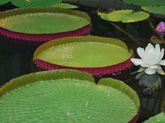 -国家植物园南园