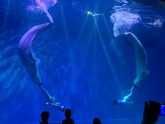 -芜湖新华联大白鲸海洋公园