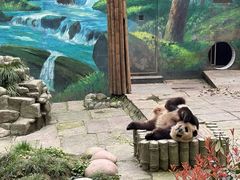 -中国大熊猫保护研究中心雅安碧峰峡基地