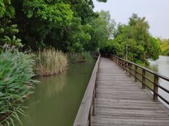 -大湾区中央湿地公园