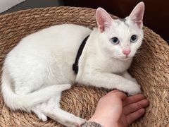 -创凡宠物医院·骨专科  猫科中心(西乡分院)