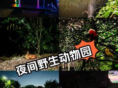 -夜间野生动物园