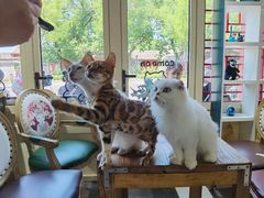-猫小院猫主题餐厅(南锣旗舰店)
