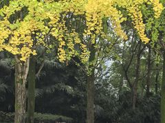 -重庆彩云湖湿地公园