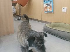 -小伙伴宠物医院•急重症转诊中心·老年专科·犬猫全科(北大街总院)