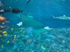 -悉尼海洋生物水族馆
