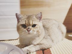 -喵屿·大理花园猫咖