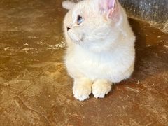 -猫猫幼稚园·撸猫·桌游·电玩