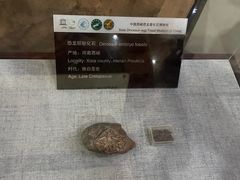-中国西峡恐龙遗迹园