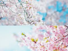 -上海辰山植物园