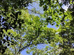 -上海佘山国家森林公园天马山园