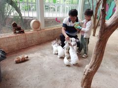 -花之城