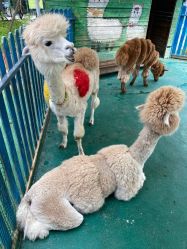 -萌宠亲子动物乐园(槐房万达店)