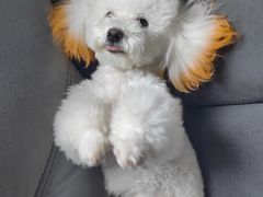 -宠福鑫康馨动物医院·骨科·眼科