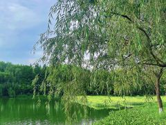-洋湖国家湿地公园