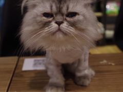 -藦茜花园宠物主题亲子互动体验馆(国顺东路店)