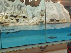 -帝企鹅自助餐厅•儿童岛•真企鹅(长隆企鹅酒店)