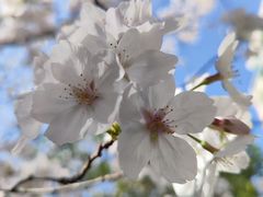 -高东镇樱花园
