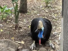 -费瑟代尔野生动物园