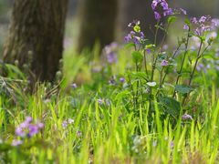 -西湖风景区-江洋畈生态公园