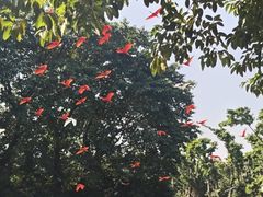 -广州长隆飞鸟乐园