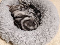 -瑞鹏宠物医院·夜间急症·心超·猫科(祖庙分店)