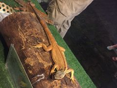 -清迈夜间动物园