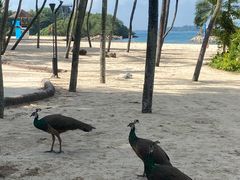 -巴拉湾海滩
