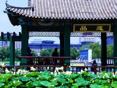 -莲花池公园