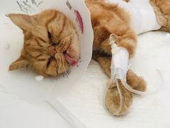 -北京观赏动物医院·24小时大型综合·猫专科·异宠专科