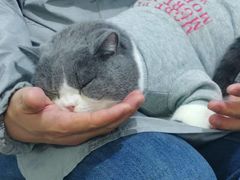 -艾贝尔宠物医院 ·内科全科(梁溪路店)