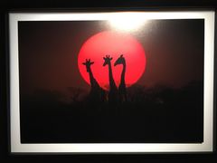 -罗红摄影艺术馆