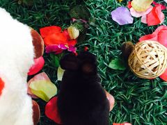 iphone_upload_pic-北京朝阳悠唐皇冠假日酒店