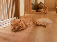 -猫腻·猫咖·撸猫馆(星光大道店)