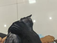 -派美特宠物医院·核磁CT·骨科肿瘤·疑难转诊(沈农禾丰店)