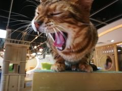 -猫和宫(六道口店)