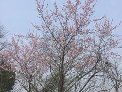 -盘龙城国家考古遗址公园