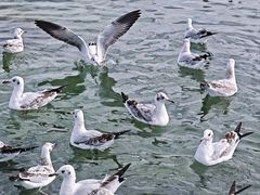 -青海湖国家重点风景名胜区