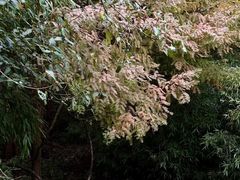 -山王坪喀斯特国家生态公园