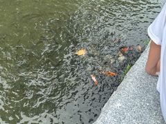 -碧江金楼