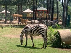 -大连森林动物园