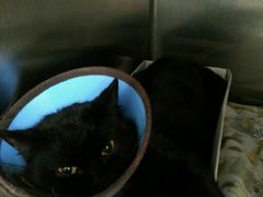 -荣耀金沙动物医院(清江西路店)