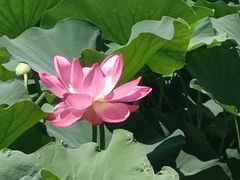 -莲花池公园