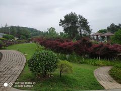 -铁山坪森林公园