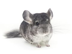 -龙猫仔乐园(惠福东路店)