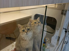 -柚子猫舍·精品猫舍购猫·猫咪认养·购宠·宠物店