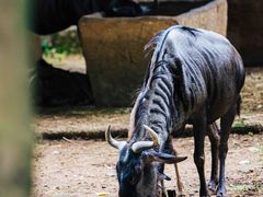 -杭州野生动物世界